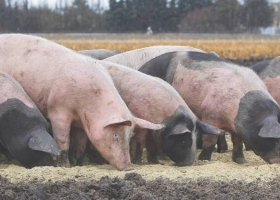 Peste porcina: una oportunidad para las carnes argentinas