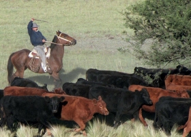 Contrato de pastaje: detalles que hay que tener en cuenta