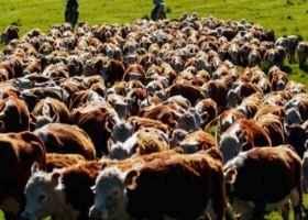 Aparecen los primeros signos de recuperación en el mercado ganadero