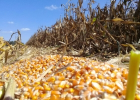 Sin ola de calor en Estados Unidos, el precio del maíz cayó un 2,63% en Chicago