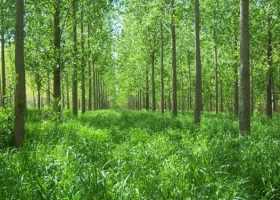 Una investigación muestra cómo duplicar la oferta de forraje bajo forestación