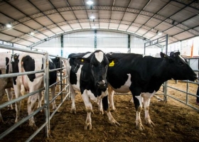Pagaron 112 mil pesos por una vaca Holando