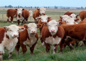 Novillo Mercosur: la Argentina tuvo la mayor baja de precios