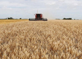 Las lluvias de julio ponen a la región en camino de producir la tercera parte del trigo argentino