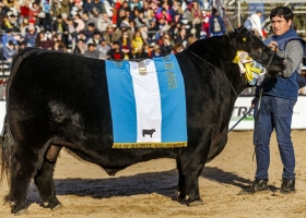 Exposición Rural. Un toro de Los Lazos, Gran Campeón Macho Aberdeen Angus