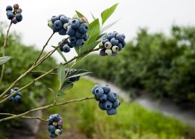 Productores de arándanos avisan que no tiene sentido seguir abriendo nuevos mercados si no se revierte “la tremenda carga impositiva que tenemos”