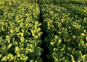 No solo en Uruguay: Argentina ya siembra Carinata, un cultivo de cobertura para biodiesel de aviones