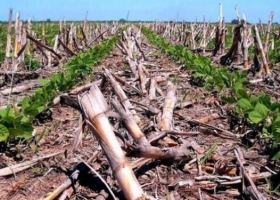 A mejorar los suelos. Triple receta: la agricultura como sistema, la innovación y las redes.