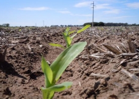 "Gran parte los productores están posicionados para la siembra, con insumos comprados"