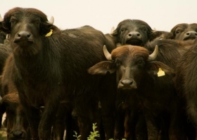 Descubren un virus de búfalos que contagia a vacas