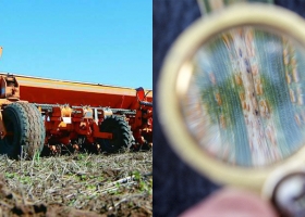 Incrementan la siembra de girasol y el monitoreo de trigos en Santa Fe