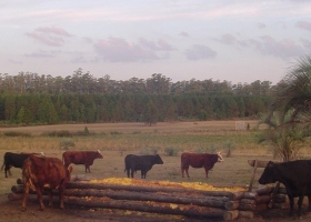 Cáscaras, pulpa y semillas de cítricos, una alternativa forrajera para las vacas