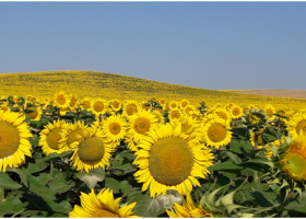 Girasol un cultivo que hay que cuidar y fomentar 