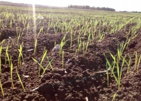 El trigo recuperó 3,43 millones de hectáreas contra el piso histórico del ciclo 2012/13