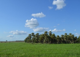 Cómo elegir la forrajera megatérmica ideal, según el ambiente