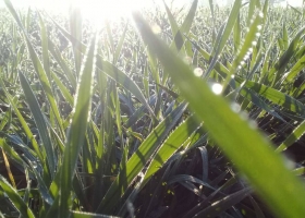 Los riesgos que enfrenta el trigo: déficit hídrico en algunas zonas y enfermedades