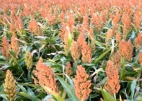 Restan 50 mil/ha para culminar la cosecha de sorgo