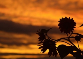 Girasol: encuentro entre la producción, la industria y el Estado por la caída en el área