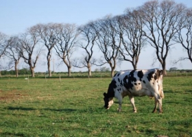Crean un Programa de Buenas Prácticas Agropecuarias para la producción lechera