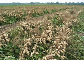Productores de arroz y maní deberán comenzar a declarar los cultivares sembrados para validar el origen legal de la semilla