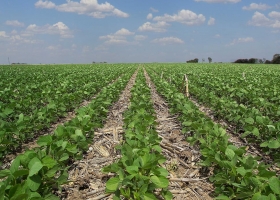 Sin rumbo cierto para la cosecha, en EE.UU. el precio de la soja cayó un 1,5%