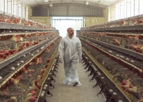 Avicultura: extreman medidas sanitarias por un foco de influenza aviar en Chile