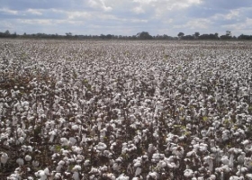 Algodón: para satisfacer la demanda habilitan el uso de semilla identificada