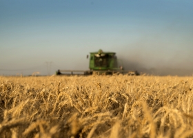 Trigo: El 95% del cultivo en Entre Ríos está en óptimas condiciones