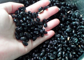 Poroto negro a Brasil: se realizó el primer trámite de exportación 100% Online
