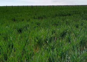 Trigo: se registran mejoras en la condición del cultivo y de humedad debido a las precipitaciones registradas en la última semana