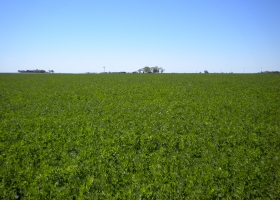 Siembra de Alfalfa en primavera