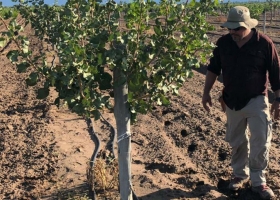 Pistachos: el "oro verde" que llevó a un porteño a vivir solo en motorhome en San Juan