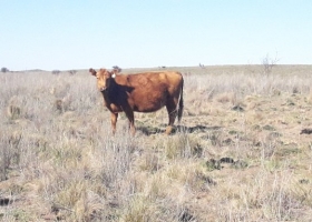Sequía: las dietas que ayudan a defender la producción ganadera
