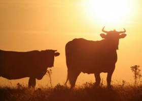 Alerta climática: el Servicio Meteorológico advierte que existe alta probabilidad de una restricción hídrica en La Pampa y oeste de Buenos Aires