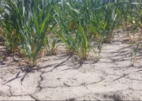Alertan que la sequía en Buenos Aires ya afecta al 75% de la provincia y van 100 días sin lluvias importantes.
