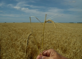 Mercosur cerealero: “Nos pone un poco nerviosos que pueda llegar a existir ruido entre la relación de Argentina y Brasil”
