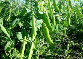 Arveja verde: el INTA desarrolló una nueva variedad con mayor comportamiento nutricional
