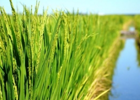 Advierten una crisis sostenida para el arroz y el sector bovino entró en alerta