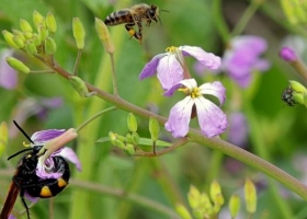Aseguran que biodiversidad es solución caída rendimiento cultivos.