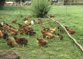 Huevos de gallinas libres de jaulas y pollos orgánicos: qué hay detrás de esta tendencia en el país