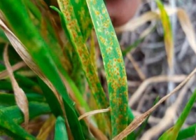 Al mal clima se suman las enfermedades y hay un nuevo recorte en la cosecha de trigo