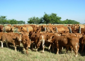 El cruzamiento, clave para producir más terneros por vaca y más carne por animal