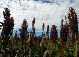 El rol del sorgo con altos niveles de taninos en la producción de carne y de leche