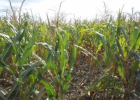 Siembra temprana: la estrategia de manejo de un productor del sudeste de Entre Ríos.