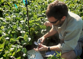 Gases de efecto invernadero: investigadores de la Fauba determinaron que el cultivo de soja lidera la emisión de óxido nitroso
