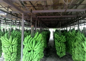 En Salta. Los hermanos que invirtieron US$6 millones para competir con las bananas del exterior