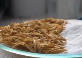 Investigadores desarrollan la producción de un mineral a través de los residuos del arroz.