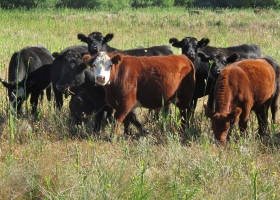 Opinión: retenciones diferenciales para la carne y soluciones mágicas