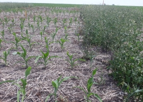 Luego de veinte años se actualizó el protocolo de ensayos de eficacia agronómica y fitotoxicidad de productos fitosanitarios