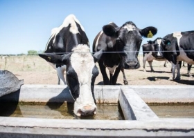 Altas temperaturas: cuidados para proteger al ganado del estrés calórico.